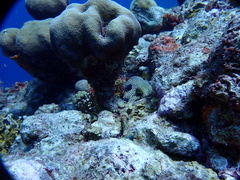 Lactophrys triqueter