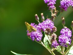 Vernonia noveboracensis