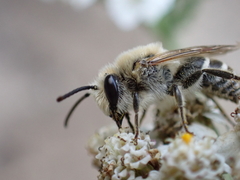 Colletes