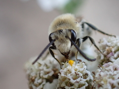 Colletes