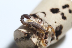 Konetontli chamelaensis