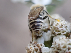 Colletes