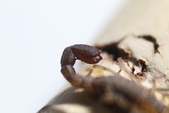 Konetontli chamelaensis