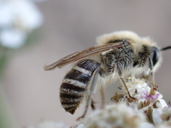 Colletes