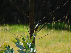 Tyrannus melancholicus