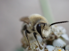 Colletes