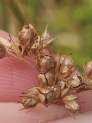 Juncus patens