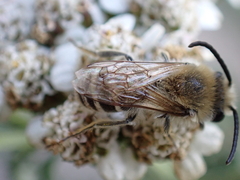 Colletes