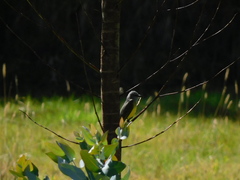 Tyrannus melancholicus