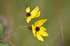 Coreopsis tripteris