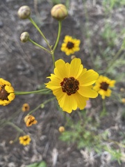 Coreopsis tinctoria