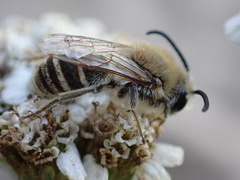 Colletes