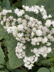 Ageratina altissima