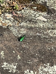 Cicindela sexguttata