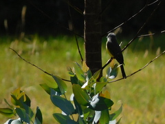 Tyrannus melancholicus