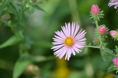 Symphyotrichum novae-angliae