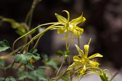 Aquilegia longissima