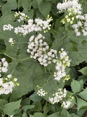 Ageratina altissima