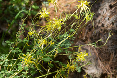 Aquilegia longissima