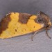 Yellow Sunflower Moth - Photo (c) Jack Cochran, some rights reserved (CC BY-NC), uploaded by Jack Cochran