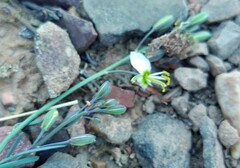 Heliophila cornuta squamata