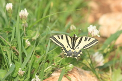 Papilio alexanor