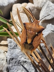 Carpocoris fuscispinus