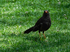 Turdus fuscater