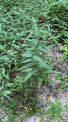 Helianthus divaricatus