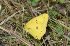 Colias eurytheme