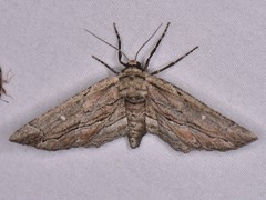 Holochroa dissociarius