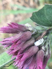 Cryptolaemus