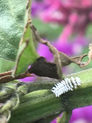 Cryptolaemus