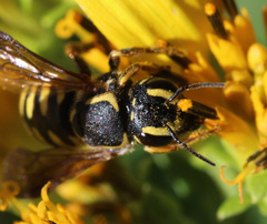 Paranthidium jugatorium