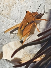 Carpocoris fuscispinus