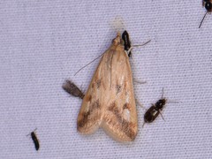 Achyra bifidalis