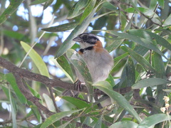 Zonotrichia capensis