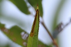 Stigmella salicis