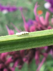 Cryptolaemus