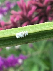 Cryptolaemus