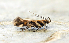 Aristotelia roseosuffusella