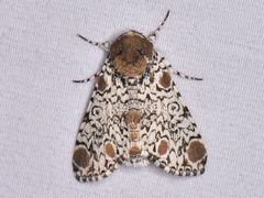 Harrisimemna trisignata