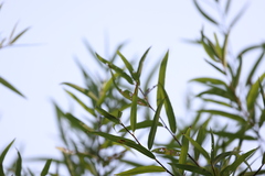 Stigmella salicis