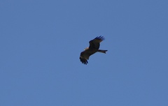 Milvus migrans