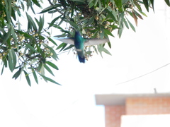 Colibri coruscans