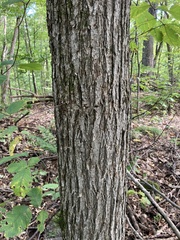 Ulmus thomasii