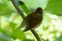 Hylocichla mustelina