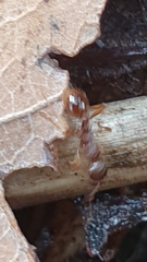 Myrmica