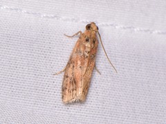 Sciota rubrisparsella