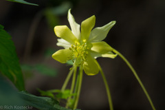 Aquilegia longissima
